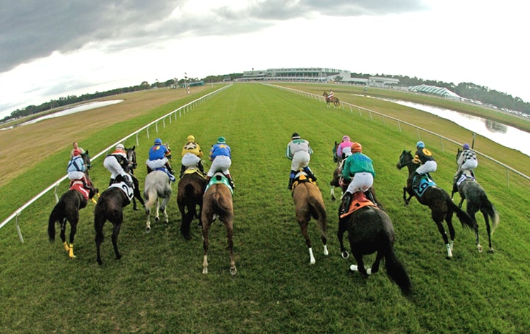 tampa bay downs
